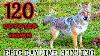 120 Coyotes Down Best Daytime Coyote Hunting Video New 2022
