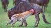 15 Horrific Ways Animals Kill Their Prey Pet Spot