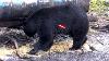 30 Huge Bears Shot Compilation Archery Only