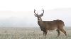5 Deer Hunting Tips Archery Lessons