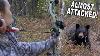 Archery Bear Kill At 7 Yards