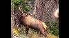 Backcountry Archery Elk Hunting 2021
