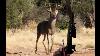 Biggest Coues Buck Ever Arrowed On Video
