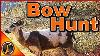 Bow Hunting Thehunter Call Of The Wild 2018