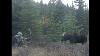 Coolest Moose Hunt Ever With Compound Bow Hd
