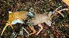Hunting Locked Down Bucks In The Rut 11 Yard Shot