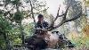 Insane Kill Shot Archery Elk Hunt Stuck N The Rut 175