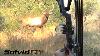 Most Insane 3 Min Archery Hunting Pov Kill Shots Viewer Discrection