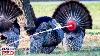 Turkey Hunting With A Bow Here Are 4 Shot Scenarios U0026 Where To Aim