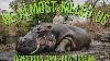Dangereux Hippo Bow Hunting Je Suis Presque Mort